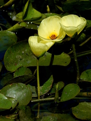 Hydrocleys nymphoides