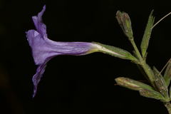 Ruellia intermedia