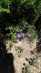 Machaeranthera tanacetifolia