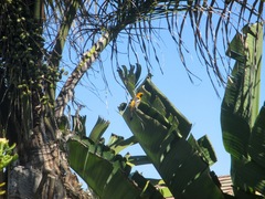 Icterus cucullatus nelsoni