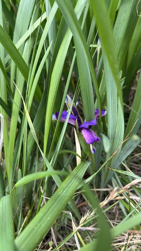 Iris graminea, photograph 3