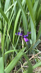 Iris graminea, photograph (c) Conrad Altmann, some rights reserved (CC BY)