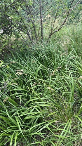 Iris graminea, photograph 4