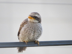 Lanius corvinus