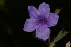 Ruellia intermedia