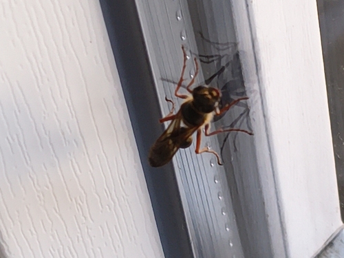 Asian Mud-dauber Wasp