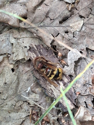 European Hornet