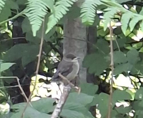 Eurasian Blackcap