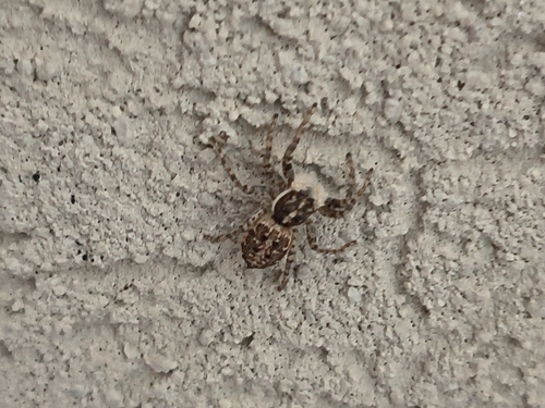 Half-edged Wall Jumping Spider