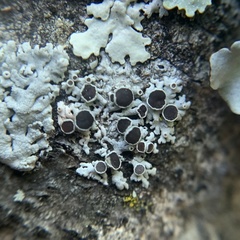 Physcia pumilior
