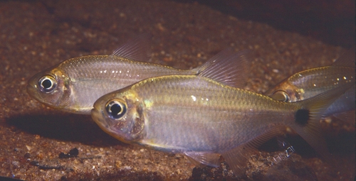 Jupiaba tetra (Jupiaba abramoides) — Characidae — 4