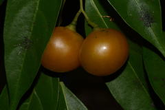 Cordia stenoclada