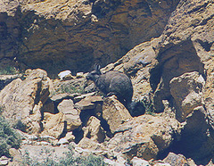 Wolffsohn's Mountain Viscacha photo 5