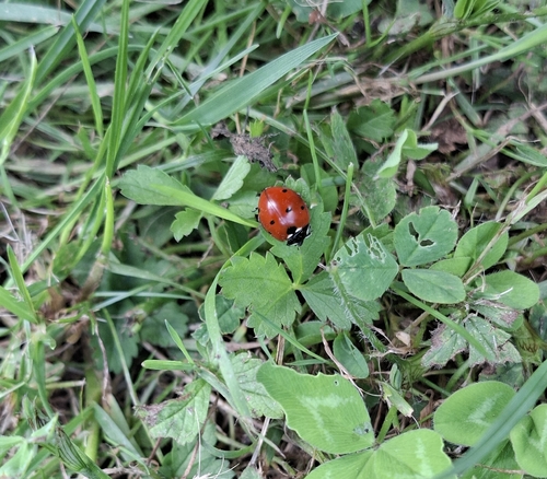 Seven-spotted Lady Beetle