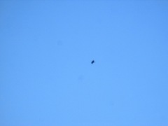 Corvus corax sinuatus