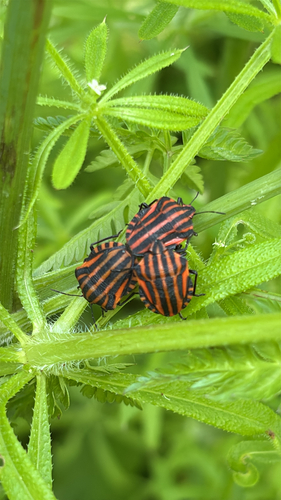 European Striped Shield Bug