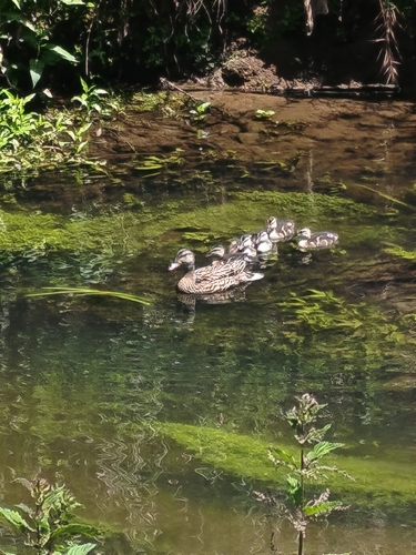Mallard