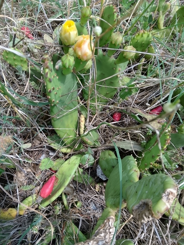 low pricklypear