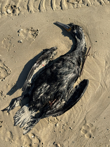 iNaturalist image