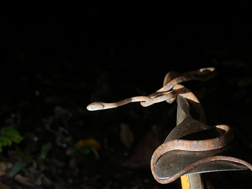 White-spotted Cat Snake