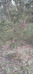Acacia verticillata