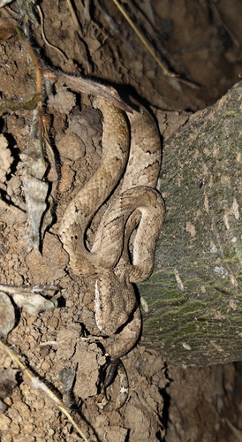 Anamala Pit Viper