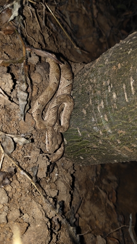 Anamala Pit Viper