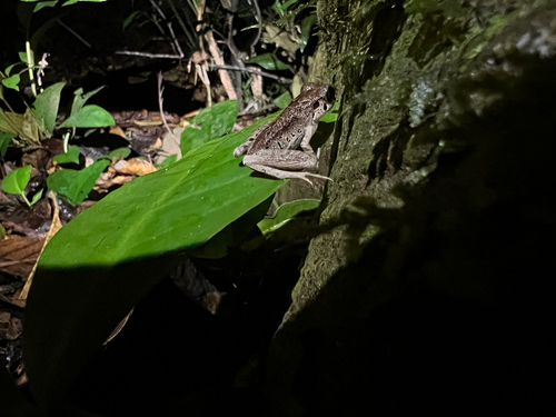 Painted Asian Toad, Leptobrachella picta