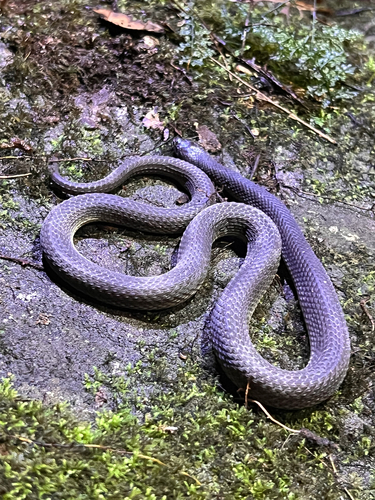 Olive Mountain Keelback