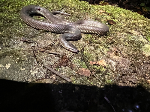 Olive Mountain Keelback