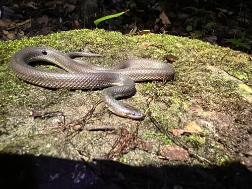Olive Mountain Keelback