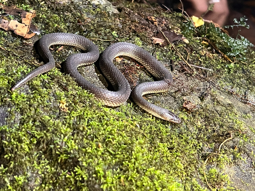 Olive Mountain Keelback