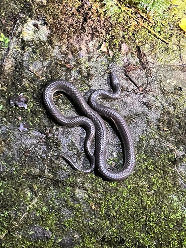 Olive Mountain Keelback