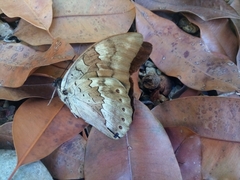 Archaeoprepona demophoon