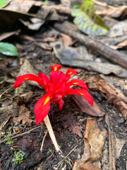 Etlingera coccinea