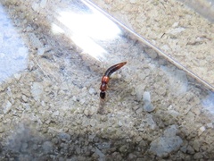 Paederinae