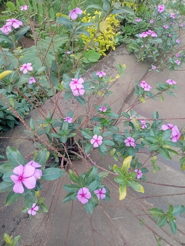 Madagascar Periwinkle