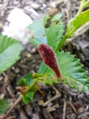 Tetraneura