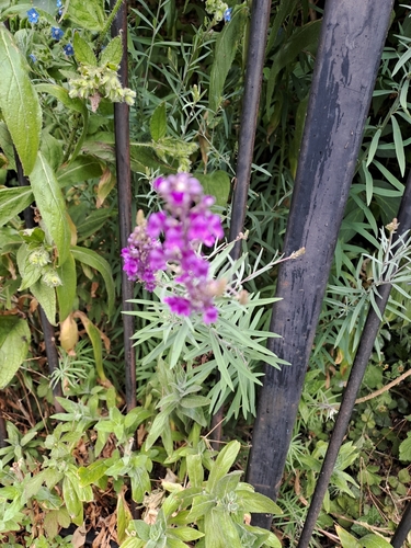 Purple Toadflax
