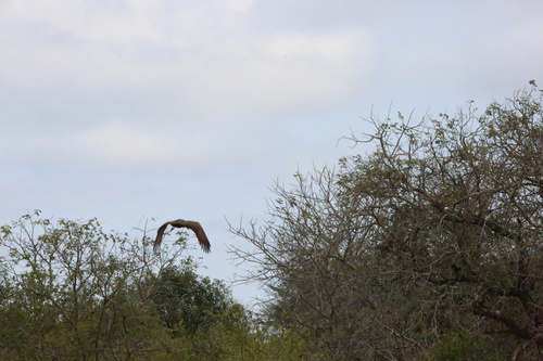 iNaturalist image