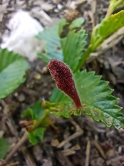 Tetraneura