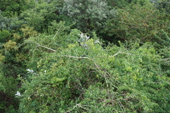 Strychnos spinosa, photograph (c) Tony Rebelo, some rights reserved (CC BY-SA)