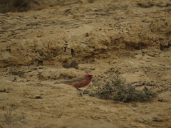 Carpodacus synoicus