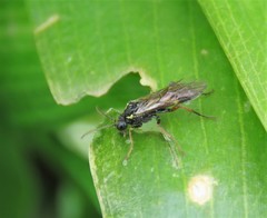 Aglaostigma aucupariae
