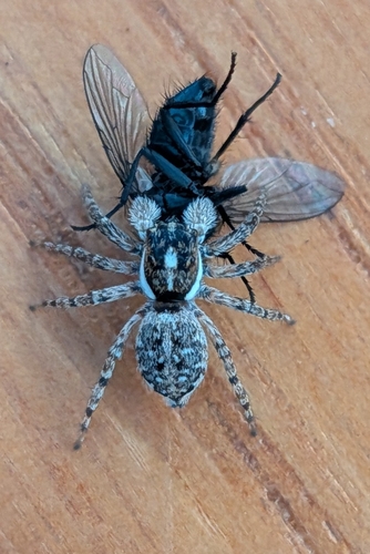 Half-edged Wall Jumping Spider