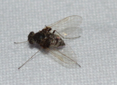 Chrysopilus basilaris