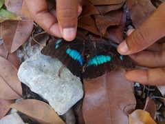 Archaeoprepona demophoon