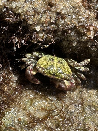 Mottled Shore Crab