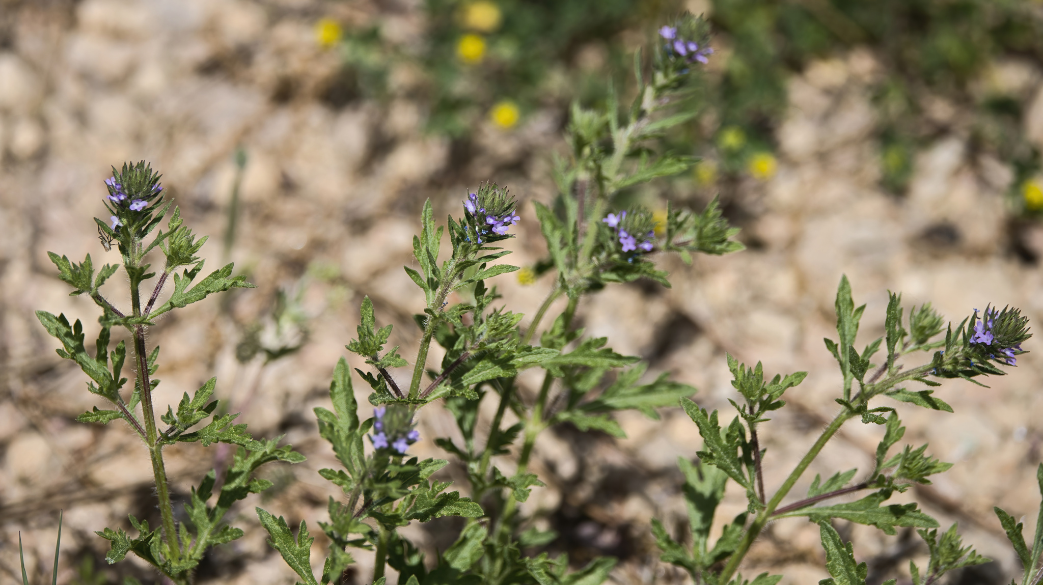 Verbena X perriana