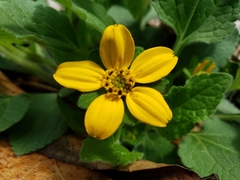 Chrysogonum